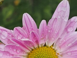 pink flower, pink chrysanthemum close-up
