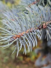 frost on pine needles
