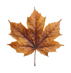 Obraz premium PNG Brown autumn maple leave photography seasonal detailed.