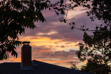 Sharp leaves framing a soft sunset rooftop