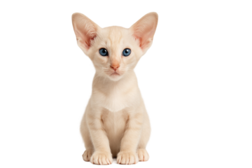 Oriental Shorthair kitten portrait, elegant slim cat