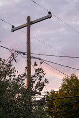 oft sunset with tree branches and electric wires