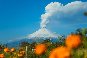 Majestic snowy Popocatépetl volcano erupting over a field of vibrant orange marigold cempasúchil flowers under the intense blue sky of Mexico.
