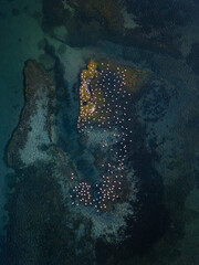 Aerial View of Flamingos in Shallow Waters, Aveiro Lagoon, Portugal