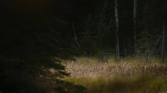 View through a window of dark trees of dead reeds and bullrushes moving in a light wind
