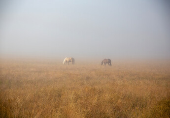 Two horses grazing in the plain, in the quiet of the foggy dawn, Piana di Castelluccio, Umbria, Sibillini Mountains, Italy