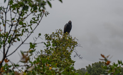 Solitary Turkey Vulture Perched on Treetop in the Rain on an Overcast Day