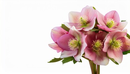 Pink Fluffy Helleborus Flowers In A Beautiful Bouquet Isolated On White Or Transparent Background