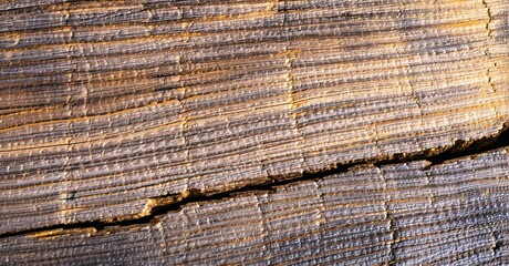 Fototapeta premium Wood texture shows layers, cracks. Warm tones dominate, creating rustic visual impact. Detail highlights natural patterns.