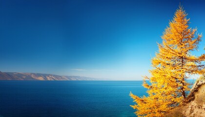 Autumn Natural Background With Bright Yellow Larch Tree Against The Blue Water Of Baikal Lake On A Sunny Day In October Blank Empty Space For Text Seasonal Backdrop Calendar