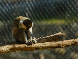 cute primate enjoying the zoo environment