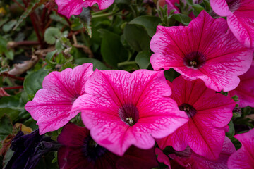 Londonderry, United Kingdom - August 16 2025 