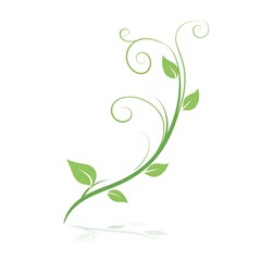 Elegant Green Vine with Leaves on White Background.