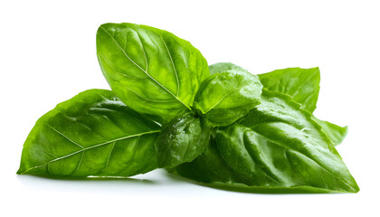 Fototapeta premium Fresh tasty basil greens leaf