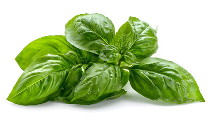 Fototapeta premium Fresh tasty basil greens leaf