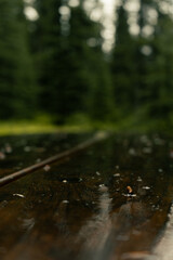 Rain-slicked table reflects the blurred forest backdrop after a downpour.