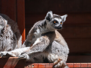 Obraz premium cute primate lemur enjoying the zoo environment