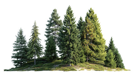 Fototapeta premium Mixed conifer grove with slender and broad trunks, rich evergreen foliage and layered natural forms, isolated on transparent background. 