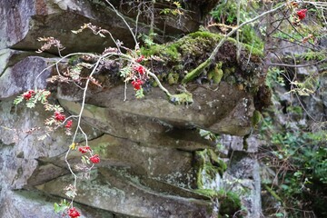 Rowan branch with red berries on rocky slope