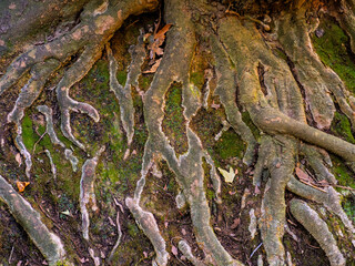 close-up of forest tree roots on soil
