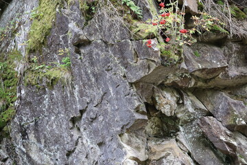 Mossy Rocky Cliff with Rowan Bush and Red Berries