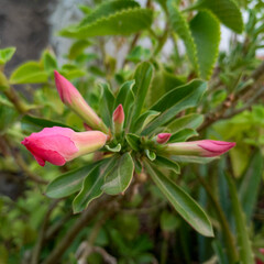 Pink desert rose flower buds and leaves