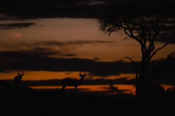 Striking Silhouette Photography &ndash; Dramatic Shapes, Light, and Contrast