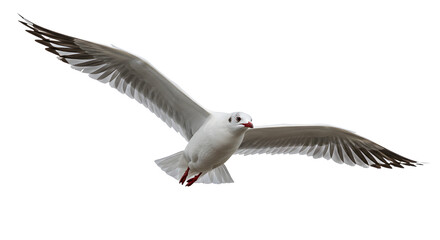 Obraz premium Seagull in mid-flight with wings fully extended isolated on white background, perfect for nature and wildlife projects