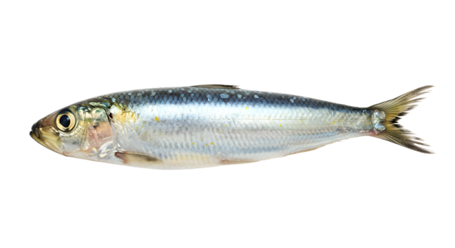 Fresh sardine isolated on white background with silver scales and yellowish accents, ideal for seafood recipes and culinary presentations