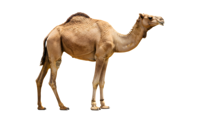 Side view of a standing dromedary camel isolated on white background, perfect for wildlife and desert themes
