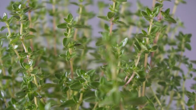 Irrigation organic fresh thyme growing. Nature healthy food backdrop.Vegetarian concept. Italian herbs, aromatic thyme plant closeup, macro shot 