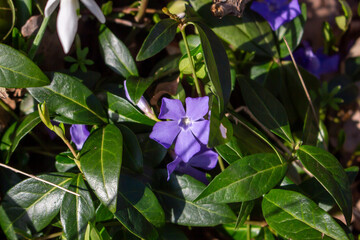 Beautiful purple flower of vinca or periwinkle on blurred background of green leaves