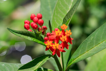 Close-up of Tropical Milkweed (Asclepias curassavica) flowers, featuring red buds and open blooms in shades of red, orange, and yellow. This plant is a popular host for monarch butterflies.