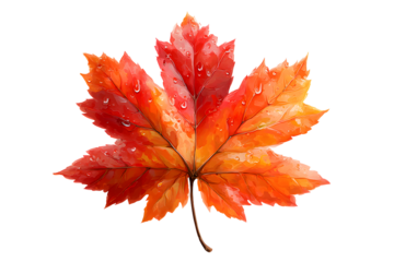 Maple autumn leaf PNG illustration with transparent background, perfect for seasonal designs, fall-themed projects, nature-inspired artworks, and decorative elements