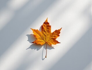 Autumn maple leaf casting shadow on white surface