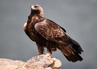 a powerful golden eagle (aquila chrysaetos) in the mountain on spain