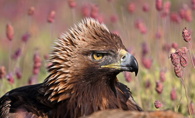 golden eagle in the mountain on spain