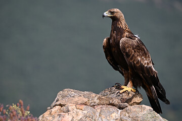a strong golden eagle in the mountain