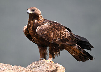 Fototapeta premium a powerful golden eagle (aquila chrysaetos) in the mountain on spain