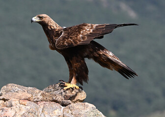 A POWERFUL GOLDEN EAGLE