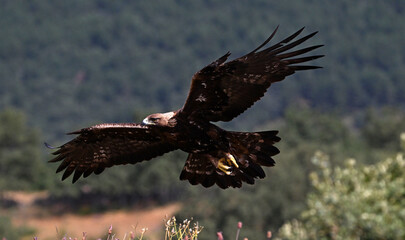 a powerful golden eagle in the mountain