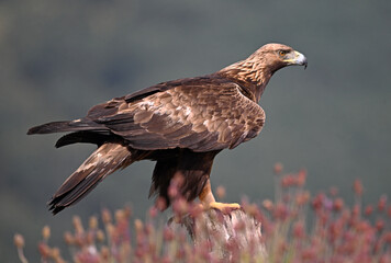 a powerful golden eagle in the mountain