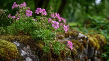 Pink flowers elegantly rise above a mossy stone wall in a peaceful garden during springtime.