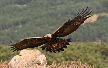 A POWERFUL GOLDEN EAGLE