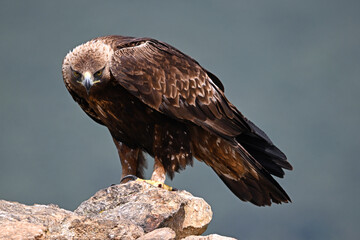 a strong golden eagle in the mountain