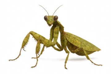 Green praying mantis, blending in with a leaf, perched on a clear backdrop. Demonstrating nature's stealth and ability to adapt