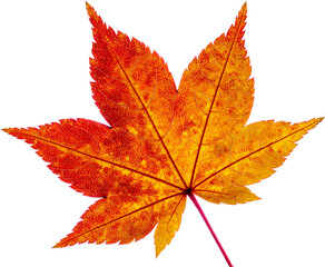 Obraz premium 가을-단풍-낙엽-단풍잎-잎-나뭇잎-단풍잎-붉은-잎맥-배경제거