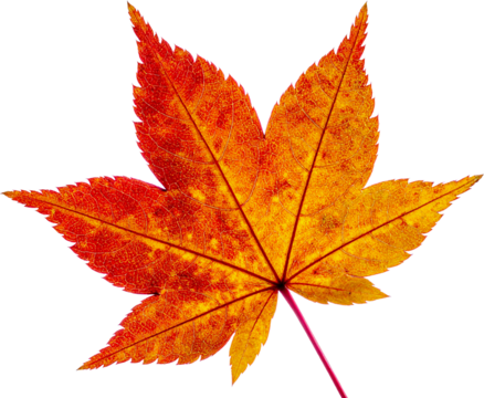 가을-단풍-낙엽-단풍잎-잎-나뭇잎-단풍잎-붉은-잎맥-배경제거