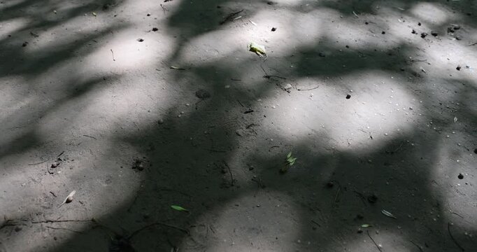 walking path trampled in the park with a lot of shadows from deciduous trees in the summer season, part of the walking path through the park on a bright sunny day, close up
