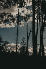 Naklejka premium Silhouette of high pine trees against a cloudy sky in a tranquil forest setting. The dark silhouettes of the trees create a striking contrast against the bright, cloudy sky. Coniferous wood.
